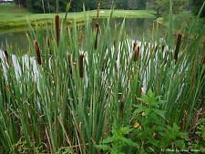Green Cattail Plant Seeds for Planting heirloom & Non-GMO Seeds